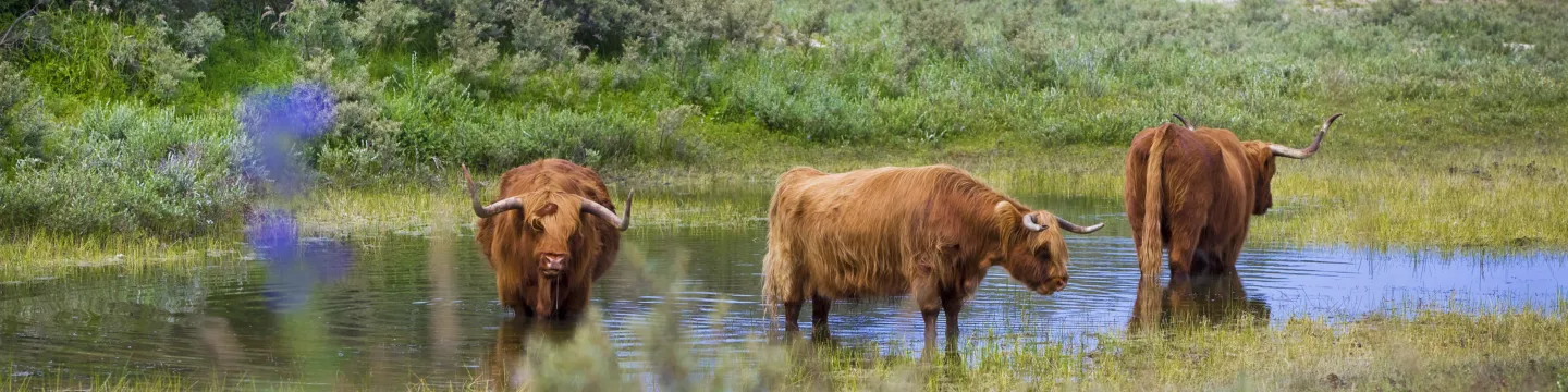 In de natuur schotse hooglanders