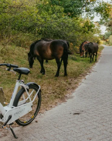 Citybike huren fietsverhuur campinggeversduin