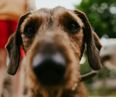 Geversduin hond leuke teckel van dichtbij